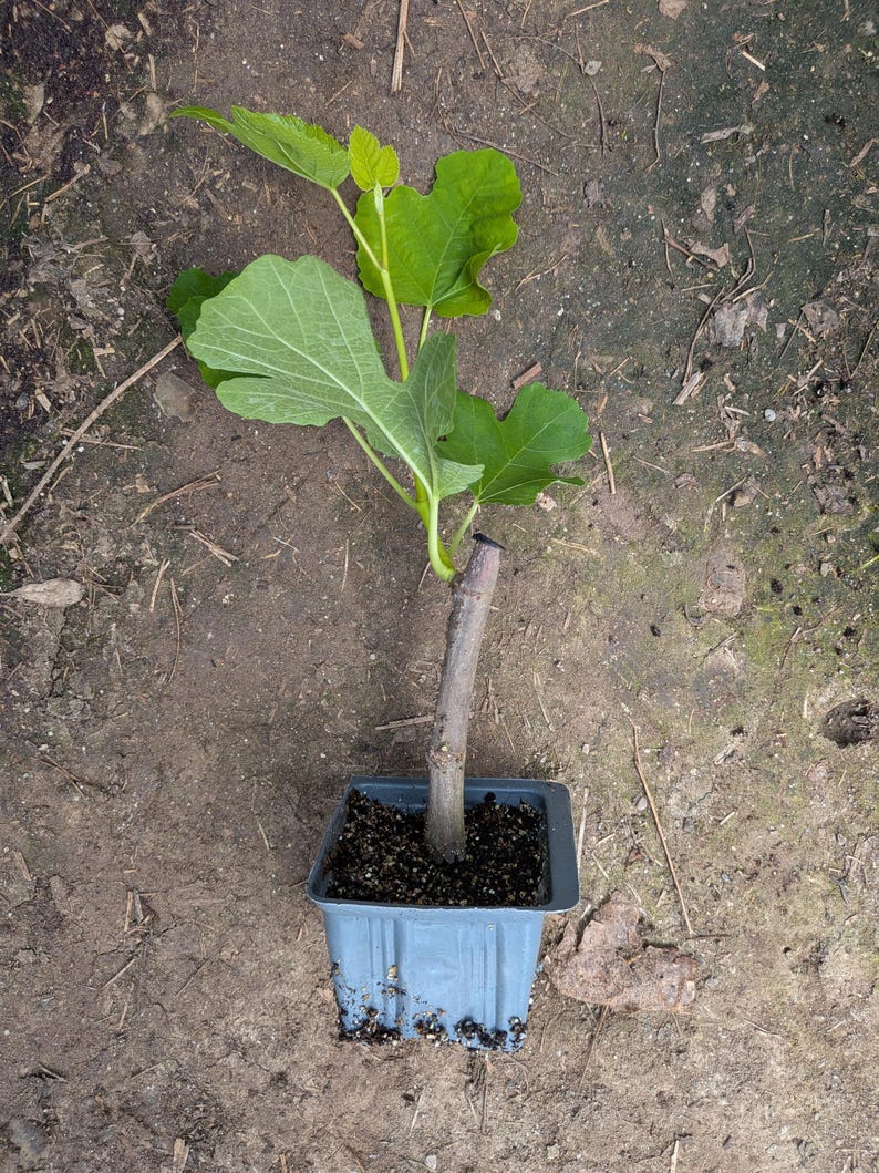 Fig Ree Sapling Fig Tree Black Mission Rooted Plant Fruit 4