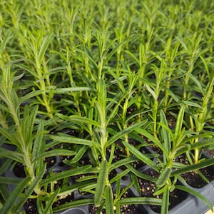 May include: A close-up shot of a tray filled with young rosemary plants. The plants have vibrant green, needle-like leaves and are arranged in neat rows. The image highlights the fresh, healthy appearance of the herbs, suggesting a focus on gardening or culinary use.