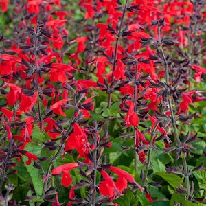 May include: A close-up of vibrant red flowers with dark stems and green foliage. The flowers are in full bloom, showcasing their bright color against the darker stems and leaves. The image captures a natural, outdoor scene.
