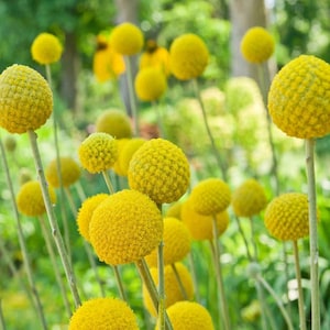 May include: A field of bright yellow Billy Buttons flowers, also known as Craspedia, with spherical flower heads. The flowers are on slender green stems, set against a blurred green background of foliage.