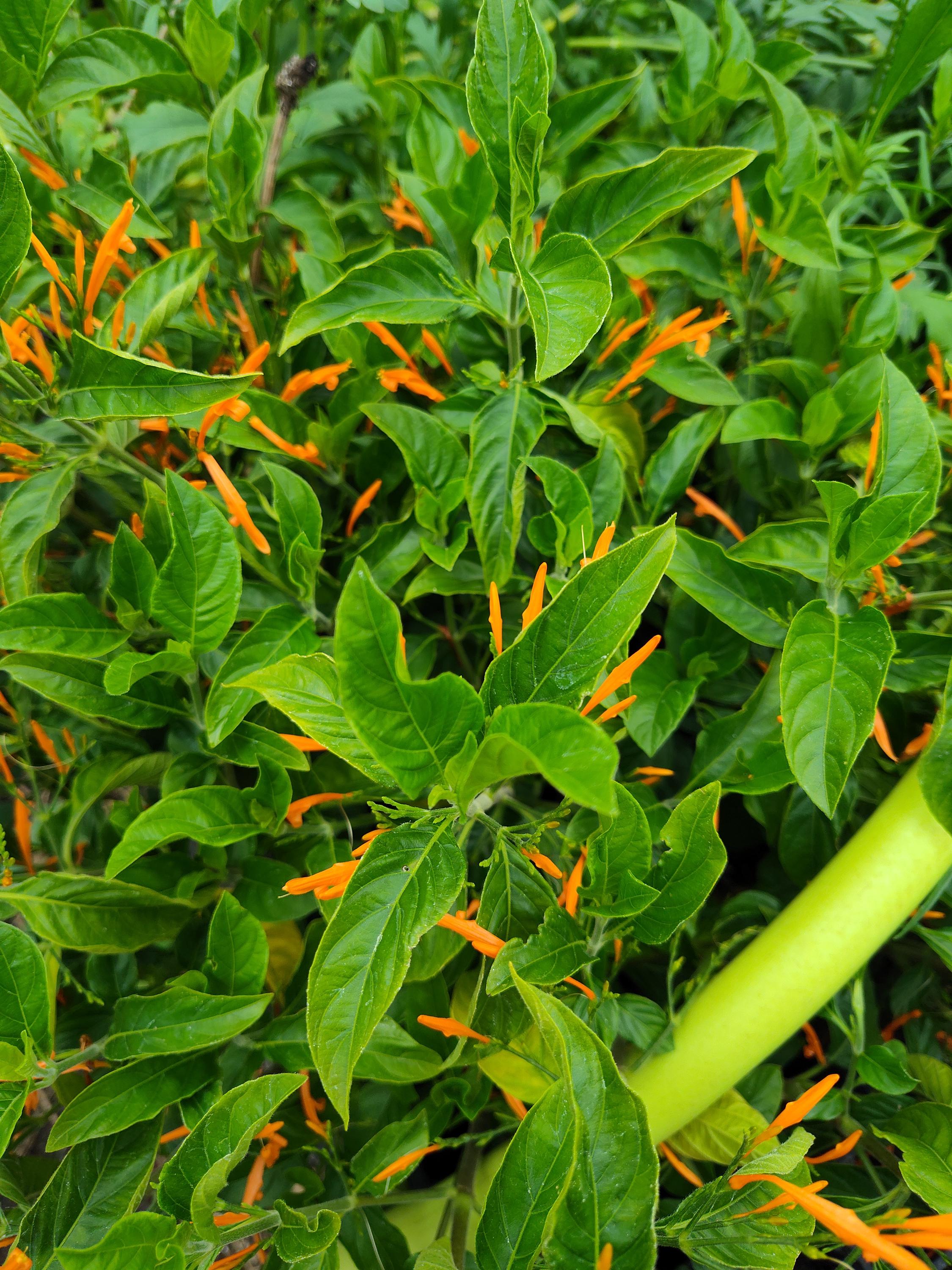 Justicia Spicigera Mexican Honeysuckle or Firecracker Bush Rooted Live Plant Plug
