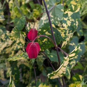 3 Live Starter Plant Plug Abutilon Yellow Green Leaf Verigated Flower Chinese Lantern Rooted
