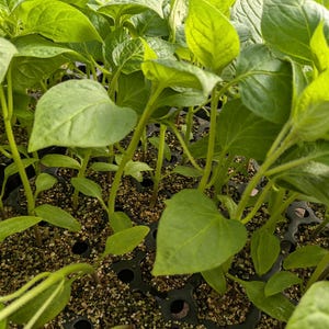 Rocoto Pepper Plant - Etsy