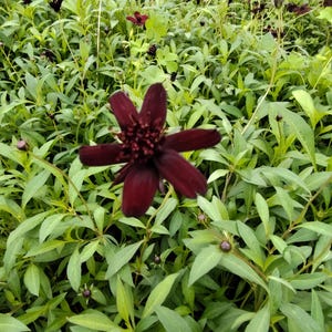 Puede incluir: Primer plano de un campo de plantas verdes con flores de color burdeos oscuro. Las flores tienen múltiples pétalos y están en plena floración. Las hojas son de un verde vibrante, creando un contraste con las flores oscuras. La imagen está tomada al aire libre.