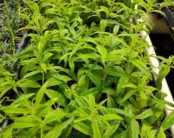 5 Lemon Verbana Live Starter Plug Rooted Plant Fragrance Lot