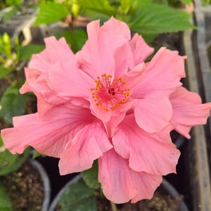 Hibiscus Rooted Live Extra Large Starter Plant Plug Hibiscus Double Pink Flower Perennial 12-15 Inches +