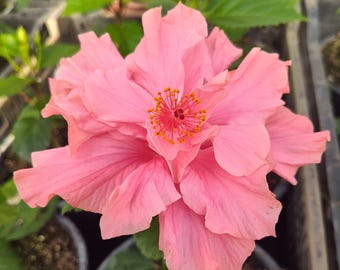 Hibiscus Rooted Live Large Starter Plant Plug Hibiscus Double Pink Flower Perennial