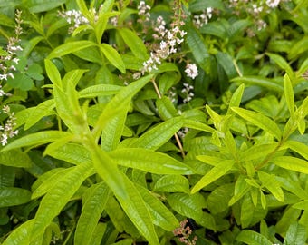 2 Live Starter Plug Lemon Verbena Rooted Plant Fragrant