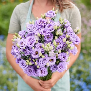 May include: A large bouquet of light purple eustoma flowers, also known as lisianthus, featuring multiple ruffled petals per bloom, interspersed with numerous closed green flower buds and slender green stems gathered together.