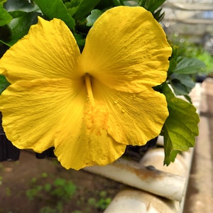 Hibiscus Rooted Live Large Starter Plant Plug Hibiscus Yellow Flower Perennial