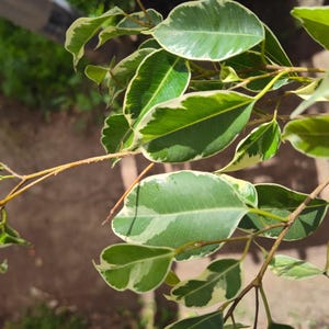 May include: Close-up of a Ficus Benjamina plant branch with green and white variegated leaves. The leaves have a glossy texture and are arranged along thin, brown stems. The background is blurred, suggesting an outdoor setting.