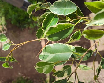 5 Variegated Ficus Benjamina Ficus Live Plant Rooted Plug Lot
