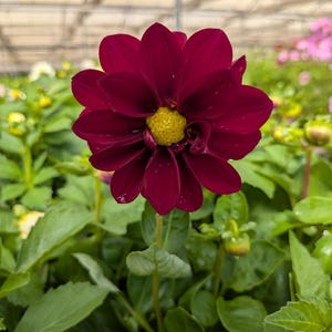 May include: A close-up of a deep burgundy dahlia flower with a bright yellow center. The flower is surrounded by green leaves and buds, with a blurred greenhouse background. The dahlia is in full bloom, showcasing its layered petals.