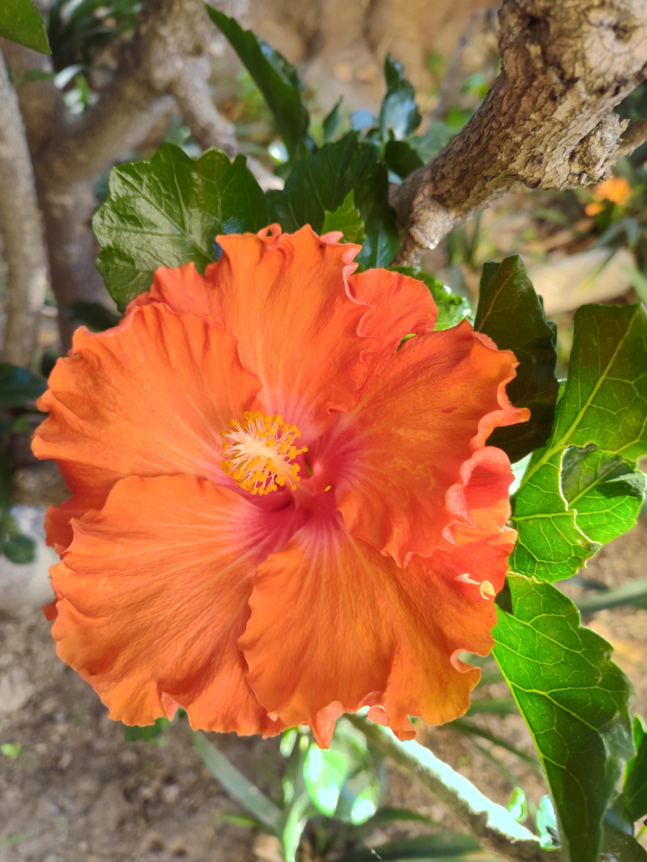 Live Starter Plant Plug Hibiscus Orange Red Ruffle Flower Perennial ...
