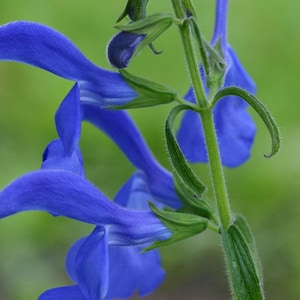 May include: Close-up of a vibrant blue flower with a unique shape, set against a soft green background. The flower's petals are a deep shade of blue, with a velvety texture. The stem and leaves are a bright green.