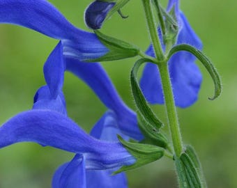 Live Starter Plant Plug Salvia 'Blue Angel' Starter Flower Rooted