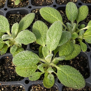 May include: Close-up of young green plants with textured, oval-shaped leaves. The plants are in a black plastic tray filled with soil. The leaves have a soft, fuzzy appearance.