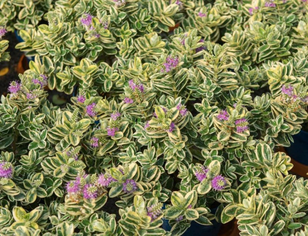 feldsalat saatgut Bio Feldsalat Samen kaufen ➤ Bio-zertifiziert & Keimgarantie