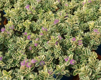 Live Starter Plant Plug Hebe Veronica x Franciscana Variegata Variegated  Plant Purple Flower Rooted Large Plant ****Buy 2 Get 2 Free****