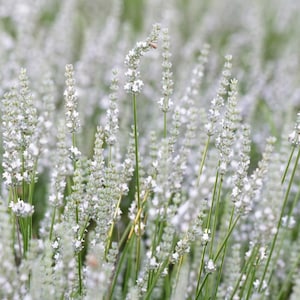 May include: A field of white lavender flowers in full bloom. The image shows numerous slender green stems topped with clusters of small, white blossoms. The background is softly blurred, creating a sense of depth and highlighting the delicate flowers.