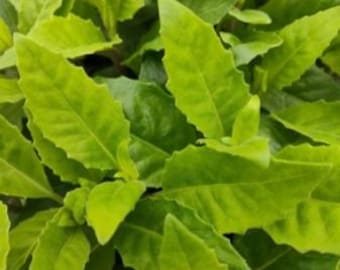 Longevity Spinach Gynura Procumbens  Edible Rooted Live Plant Plug