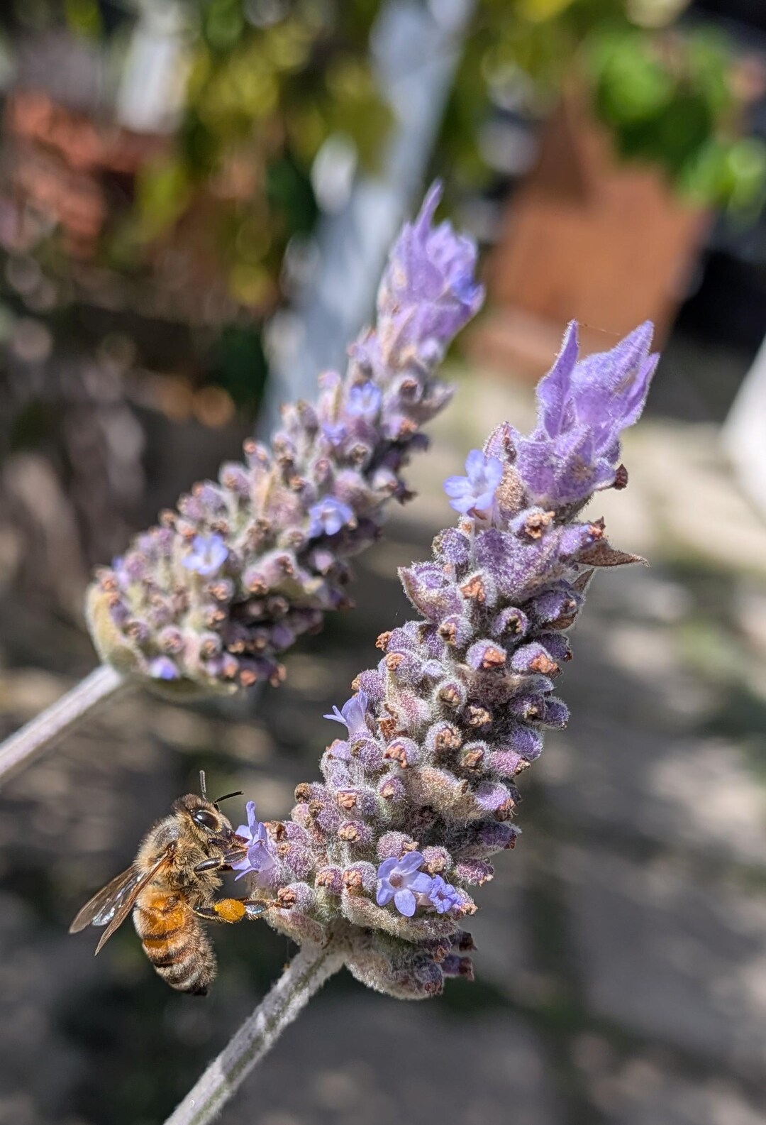 Live Starter Plant Plug French Lavender lavandula Dentata Rooted Purple -  Etsy