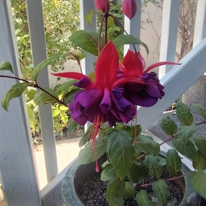 Planta de inicio viva Planta de colibrí fucsia Planta de raíz rosa púrpura