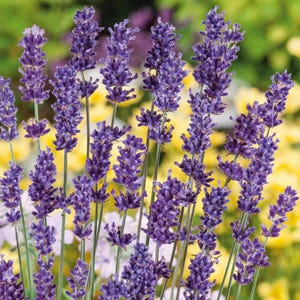 May include: Close-up of vibrant purple lavender flowers in full bloom. The image showcases multiple stalks of lavender with their characteristic elongated flower heads. The background features a soft blur of yellow and green.