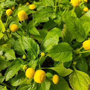 3 Live Starter Plant Plug Toothache Plant 'Spilanthes Oleracea' Herb Rooted Lot