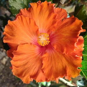 May include: A vibrant orange hibiscus flower with ruffled petals and a yellow and pink center. The flower is surrounded by green leaves and a brown stem, creating a natural and colorful composition.