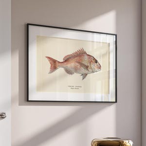 May include: Framed art print featuring a detailed illustration of a red snapper fish. The artwork is set against a cream-colored background and framed in a black border. The fish is depicted in shades of red and pink.