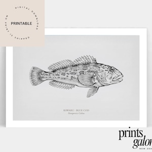May include: A black and white illustration of a Rawaru Blue Cod fish, Parapercis Colias, on a white background. The print includes the text "PRINTABLE" and "DIGITAL DOWNLOAD". The image is from Prints Galore, New Zealand.