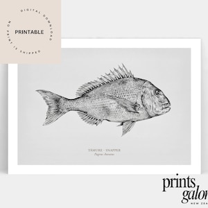May include: Black and white illustration of a Tamure Snapper fish, Pagrus Auratus, on a white background. The image includes the text "DIGITAL DOWNLOAD PRINTABLE NO PRINT IS SHIPPED". The bottom right corner features the text "prints galore NEW ZEALAND".