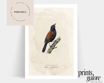 Ptaki rodzime Nowej Zelandii - Plakat do druku NZ - Saddleback - tieke - Ptak - Vintage - Maori - Kiwi