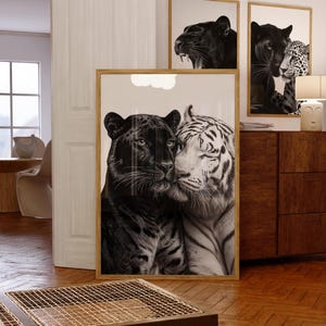 May include: A set of framed art prints featuring big cats. The central print shows a black panther and a white tiger in close proximity. Additional prints depict a panther roaring and a panther with a leopard.