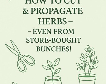 Propogating and Growing Herbs from Cuttings
