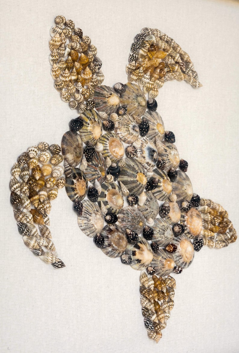 Hand Crafted Shell Turtle Framed Hamptons Style for Coastal Beach Decor ...