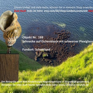 Può includere: Una grande conchiglia con motivi intricati montata su una base di legno scuro con una parte superiore nera. La base è rettangolare e sembra essere di legno. Lo sfondo mostra un paesaggio costiero con erba verde e acqua blu. Testo: "Objekt Nr. 188".