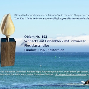 Può includere: Una scultura di conchiglia montata su un blocco di legno scuro con una base nera. L'immagine include testo in tedesco, tra cui "Objekt Nr. 193" e un indirizzo web. La scultura proviene dalla California, USA.