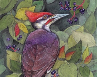 Summer Berries....8x10 Art Print...Pileated Woodpecker....Canadian Artist