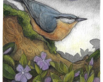 Rose Breasted Nuthatch by Lisa Ferguson...Blank Card...Bird Art