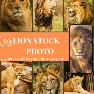 Lion Stock Photo  | Digital Download | Printable Art Wallpaper , Calendar, Bookmark , Social Media Graphics