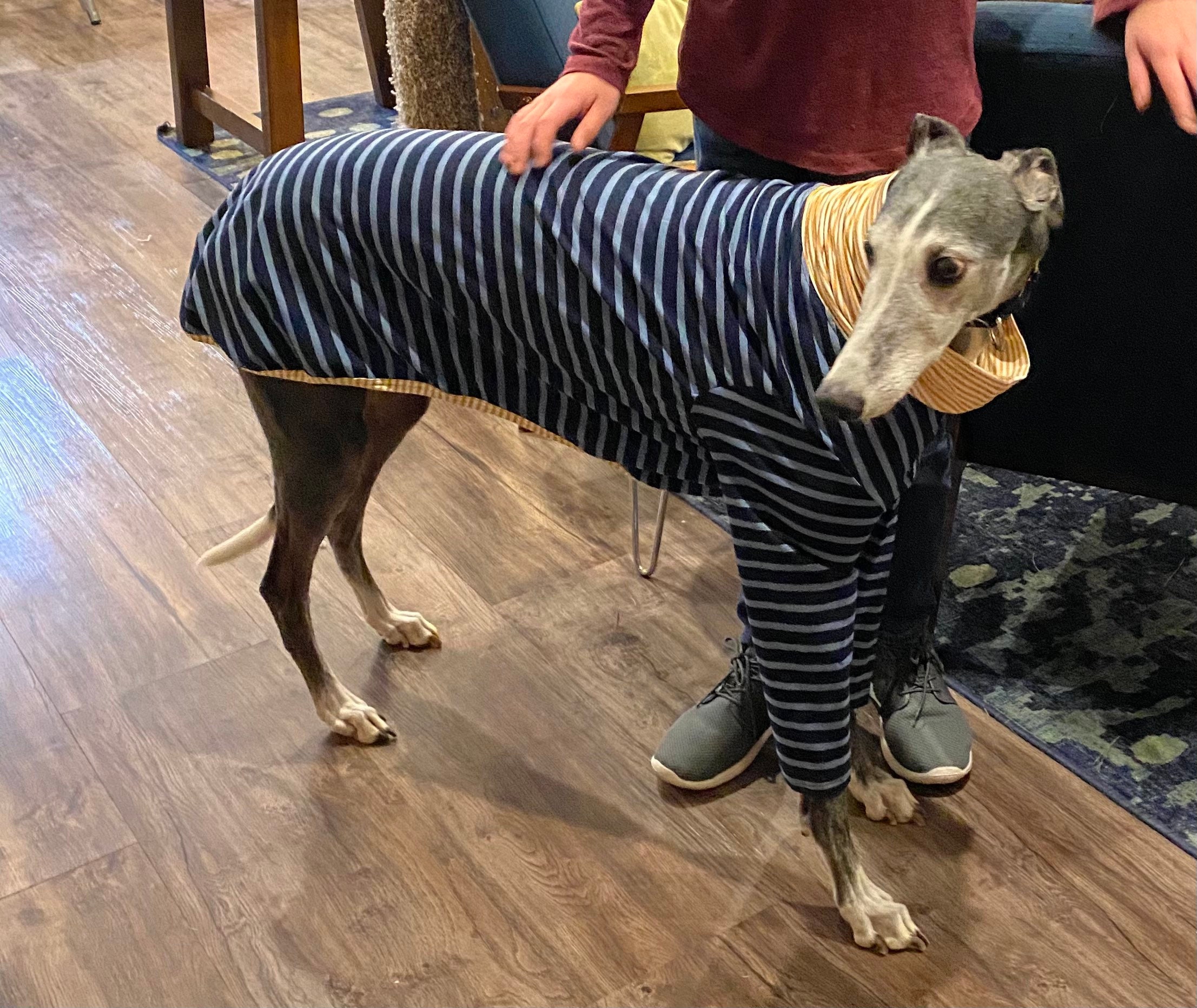 Greyhound Dog Coat Pattern Sizes SMXL Greyhound Pajamas Etsy France