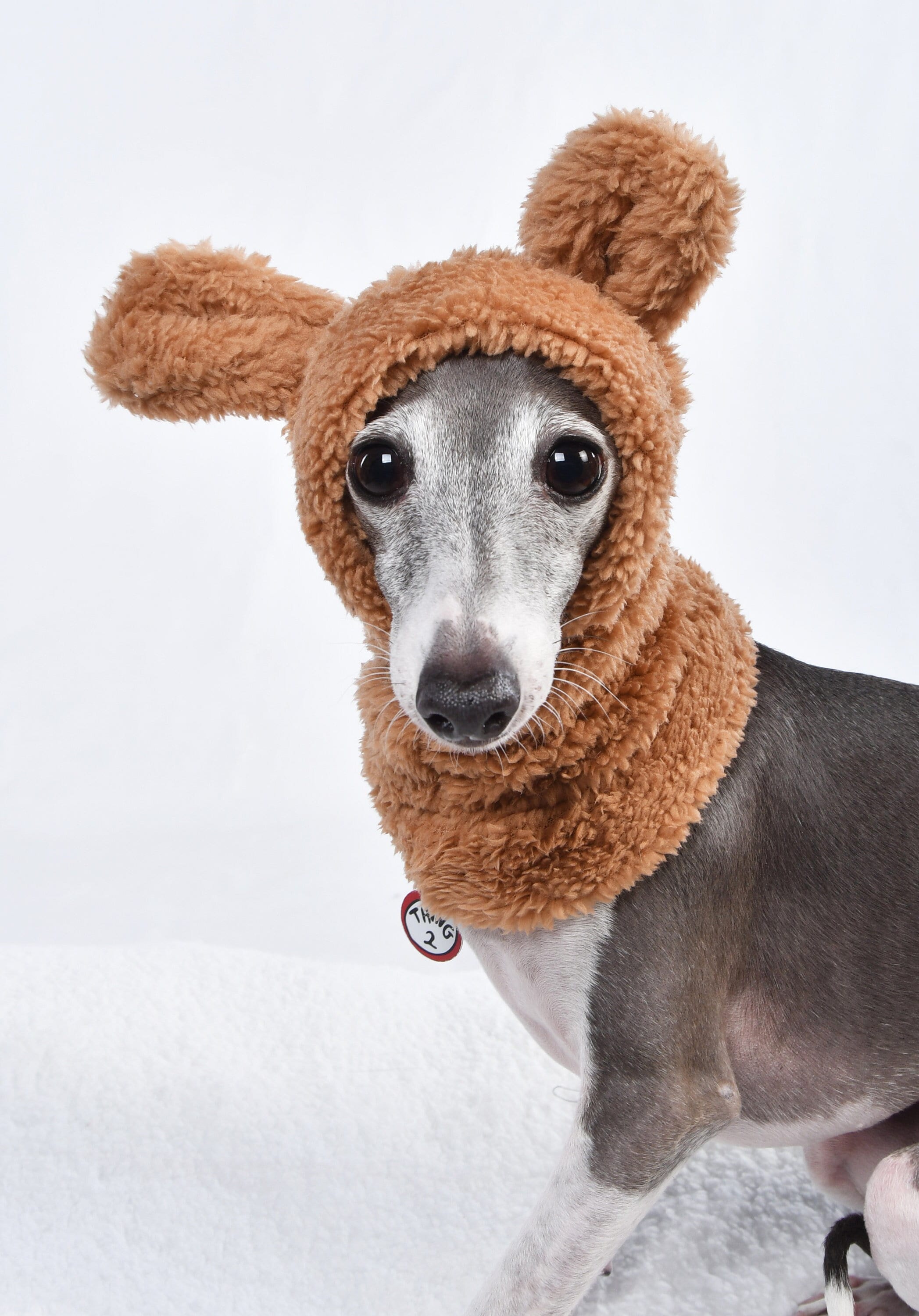 Whippet hotsell christmas outfit