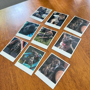 May include: Ten instant photographs of dogs are displayed on a wooden table. The images show different breeds and poses, capturing the dogs in various settings. The photos are arranged in a grid, offering a glimpse into the dogs' lives.