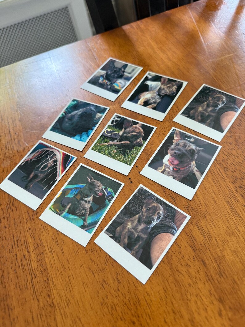 May include: Ten instant photographs of dogs are displayed on a wooden table. The images show different breeds and poses, capturing the dogs in various settings. The photos are arranged in a grid, offering a glimpse into the dogs' lives.