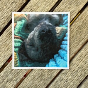 May include: A square print showing a black dog lying on its back, with its nose in the center. The dog is resting on a blue and green knitted blanket. The print is set against a wooden background.