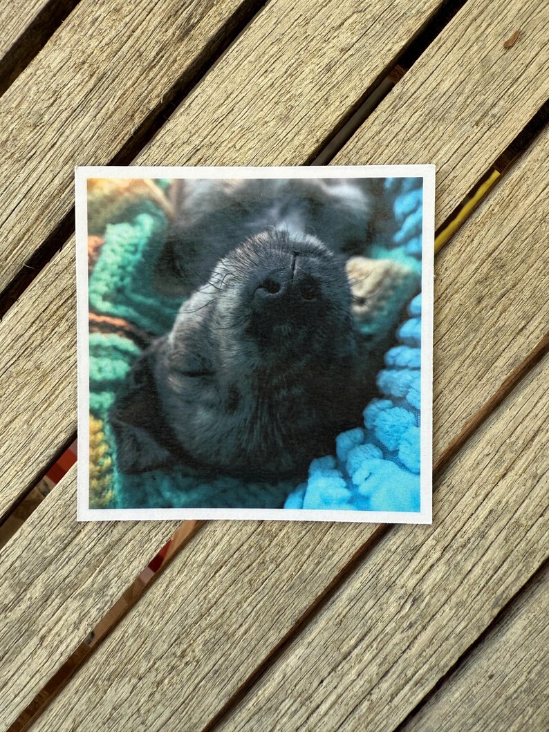 May include: A square print showing a black dog lying on its back, with its nose in the center. The dog is resting on a blue and green knitted blanket. The print is set against a wooden background.