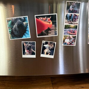 May include: A selection of polaroid-style photographs fixed to a stainless steel surface. The photos depict dogs and people in diverse outdoor environments. The images are arranged vertically and horizontally, with a mix of colour and monochrome.