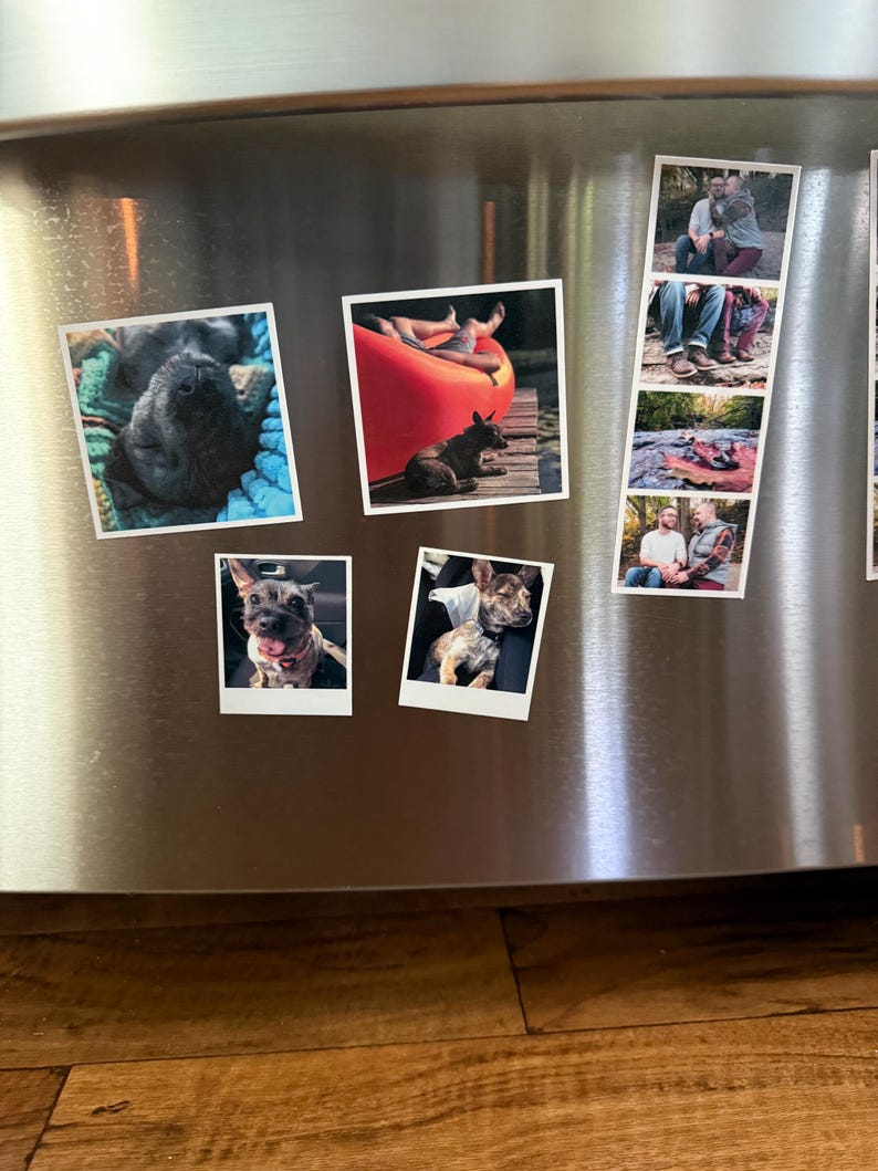 May include: A selection of polaroid-style photographs fixed to a stainless steel surface. The photos depict dogs and people in diverse outdoor environments. The images are arranged vertically and horizontally, with a mix of colour and monochrome.
